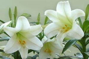 百合花怎麼繁殖，百合花的繁殖方法