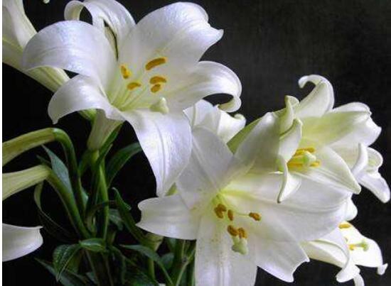 百合花怎麼繁殖，百合花的繁殖方法