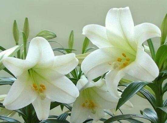 百合花怎麼繁殖，百合花的繁殖方法