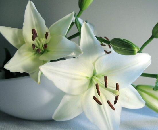 百合花怎麼繁殖，百合花的繁殖方法