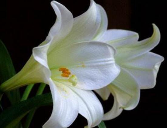 百合花怎麼繁殖，百合花的繁殖方法
