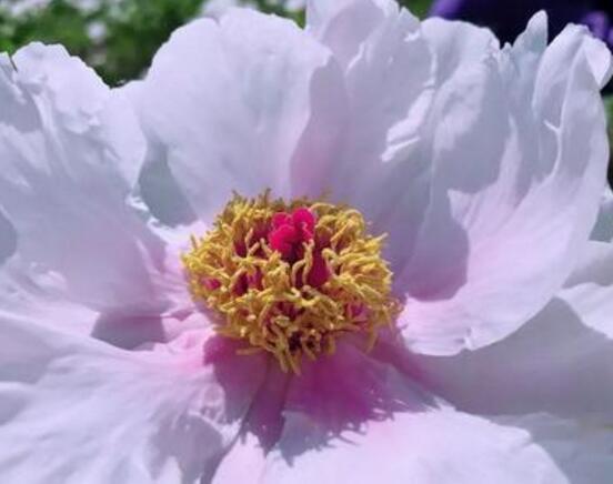 牡丹花可以水培嗎，牡丹花水培方法