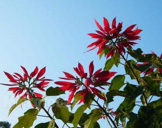 一品紅怎麼繁殖，一品紅繁殖方法