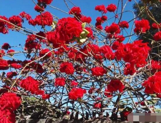 一品紅怎麼繁殖，一品紅繁殖方法