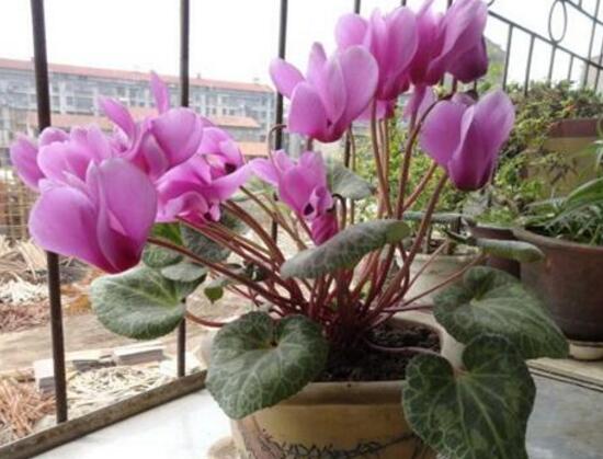 仙客來什麼時候開花，仙客來一年開幾次花/冬季開花
