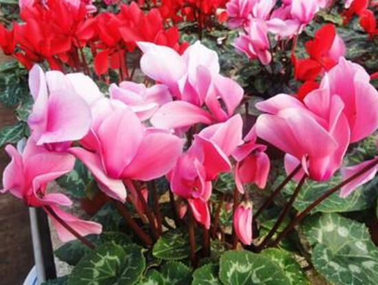 仙客來什麼時候開花，仙客來一年開幾次花/冬季開花