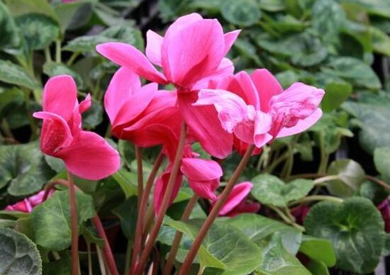 仙客來什麼時候開花,仙客來一年開幾次花/冬季開花