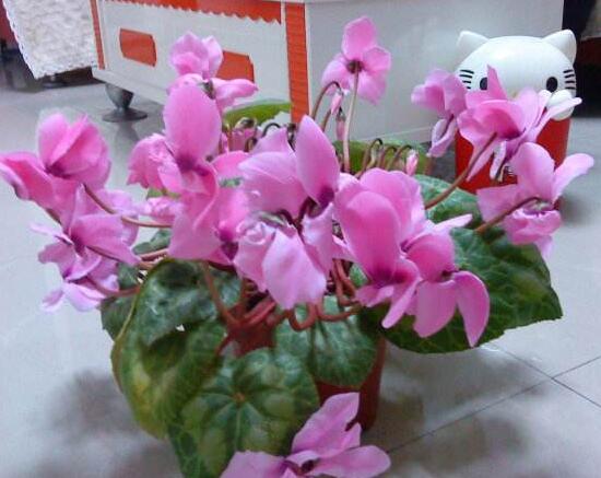 仙客來什麼時候開花,仙客來一年開幾次花/冬季開花