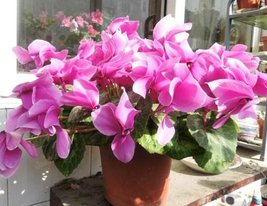 仙客來什麼時候開花,仙客來一年開幾次花/冬季開花