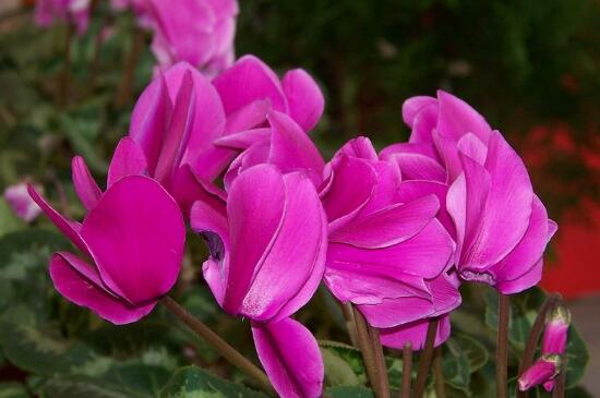 仙客來什麼時候開花,仙客來一年開幾次花/冬季開花