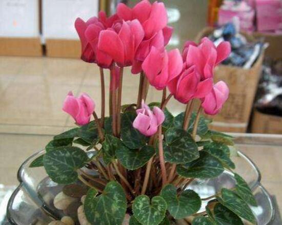 仙客來的花語是什麼，仙客來適合送給什麼人