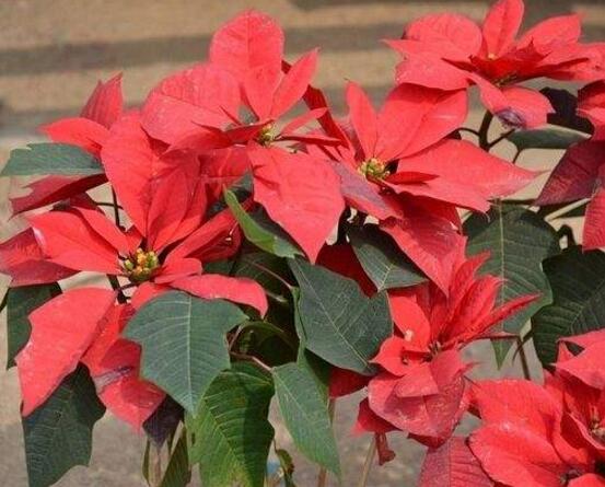 一品紅怎麼澆水,一品紅澆水方法