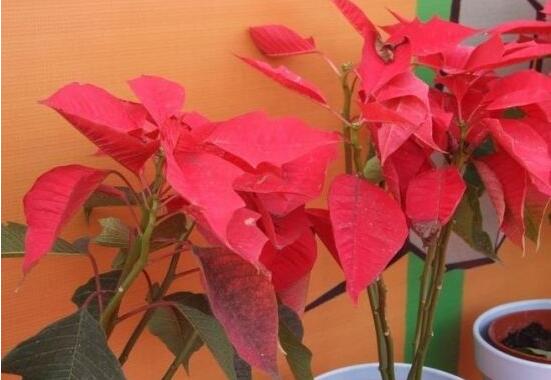 一品紅花語是什麼,一品紅花語代表著我的心正在燃燒