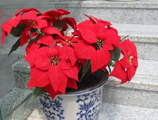 一品紅花語是什麼,一品紅花語代表著我的心正在燃燒