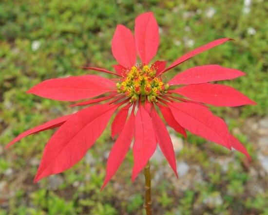 一品紅花語是什麼,一品紅花語代表著我的心正在燃燒