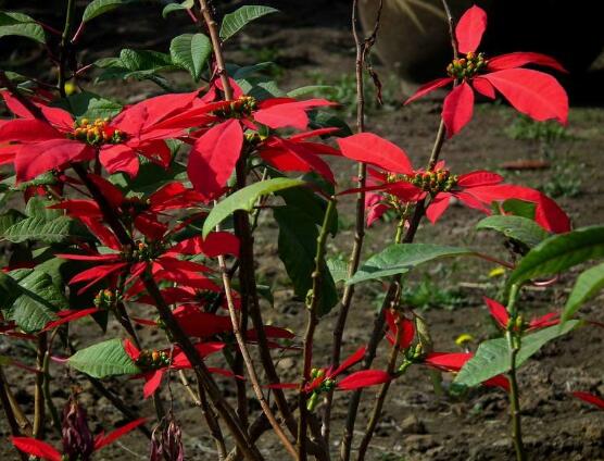 一品紅花語是什麼,一品紅花語代表著我的心正在燃燒