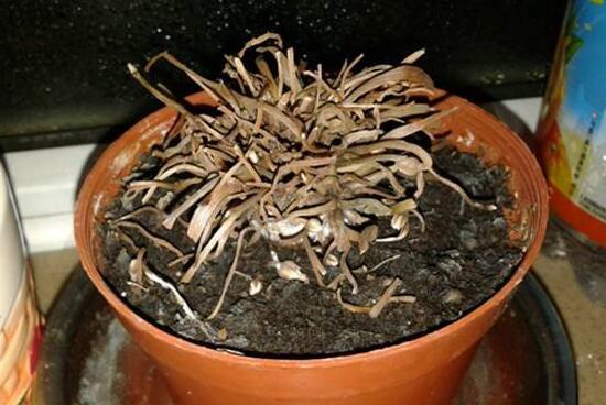 仙客來爛根怎麼辦，仙客來爛根處理方法