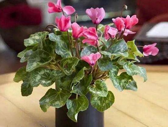 仙客來爛根怎麼辦,仙客來爛根處理方法