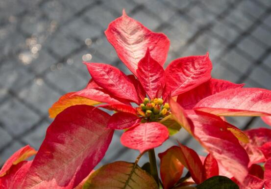 家中養一品紅有什麼好處,家中有孕婦能養一品紅嗎