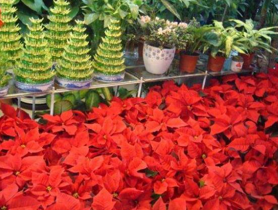 家中養一品紅有什麼好處,家中有孕婦能養一品紅嗎