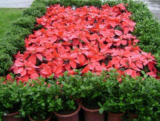家中養一品紅有什麼好處,家中有孕婦能養一品紅嗎