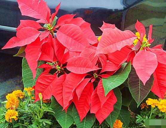 家中養一品紅有什麼好處,家中有孕婦能養一品紅嗎