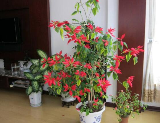 一品紅的四季怎麼養，一品紅的四季養護方法