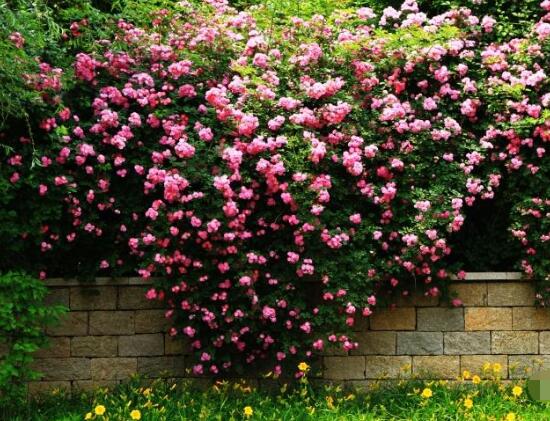 薔薇花語是什麼，薔薇花語代表著美好的愛情與愛的思念