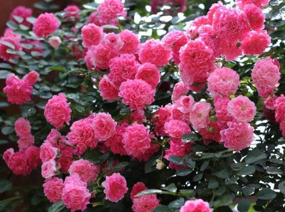 薔薇花語是什麼,薔薇花語代表著美好的愛情與愛的思念