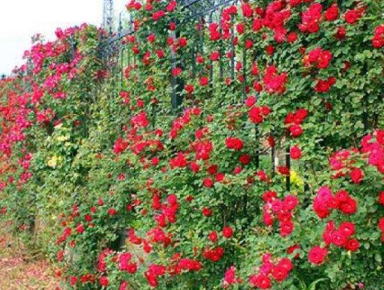 薔薇花語是什麼,薔薇花語代表著美好的愛情與愛的思念