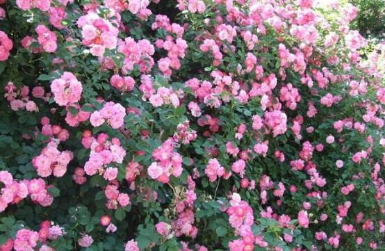 薔薇花語是什麼,薔薇花語代表著美好的愛情與愛的思念