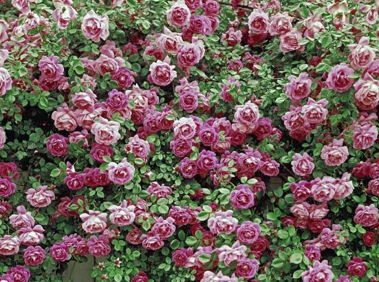 薔薇花圖片,薔薇花圖片大全