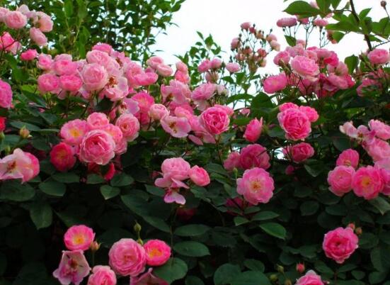 薔薇花圖片,薔薇花圖片大全