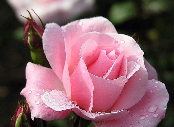 薔薇花圖片,薔薇花圖片大全