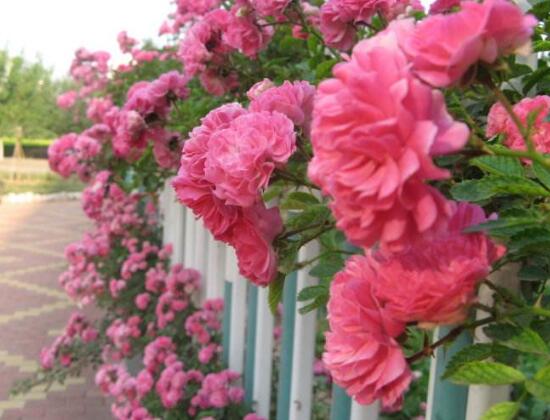 薔薇花圖片,薔薇花圖片大全