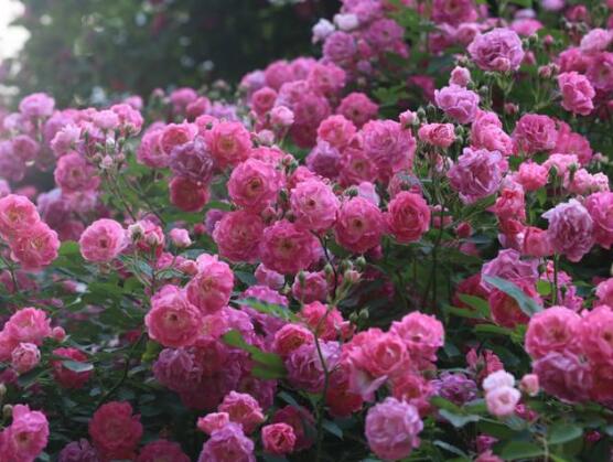 薔薇花圖片,薔薇花圖片大全