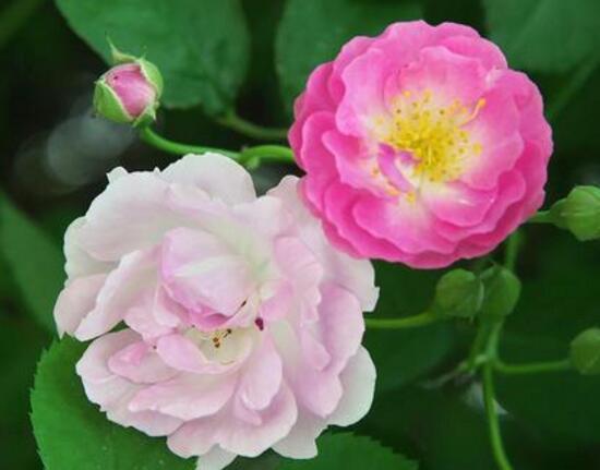 薔薇花圖片,薔薇花圖片大全