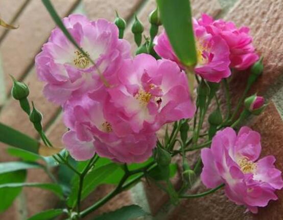 野薔薇花，野薔薇花特點