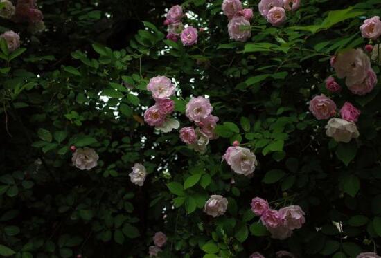 薔薇花什麼時候開，薔薇花在每年5-9月開花