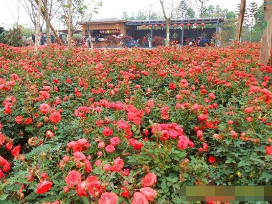 薔薇花什麼時候開，薔薇花在每年5-9月開花