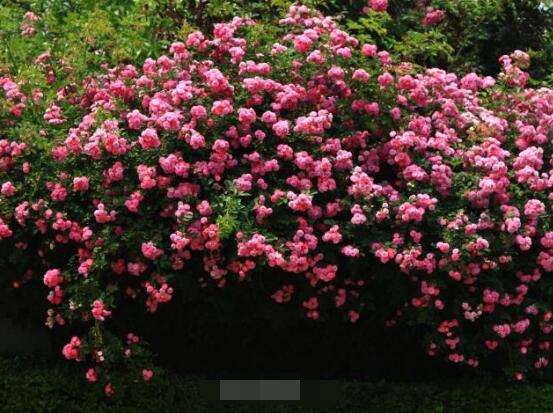 薔薇花語是什麼，薔薇花語代表著美好的愛情與愛的思念
