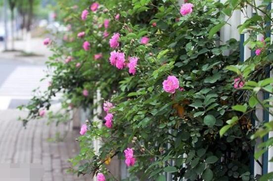 薔薇花語是什麼,薔薇花語代表著美好的愛情與愛的思念
