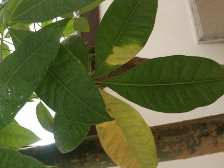 怎麼養發財樹盆栽好，盆栽發財樹脫葉、枯死的原因及預防措施