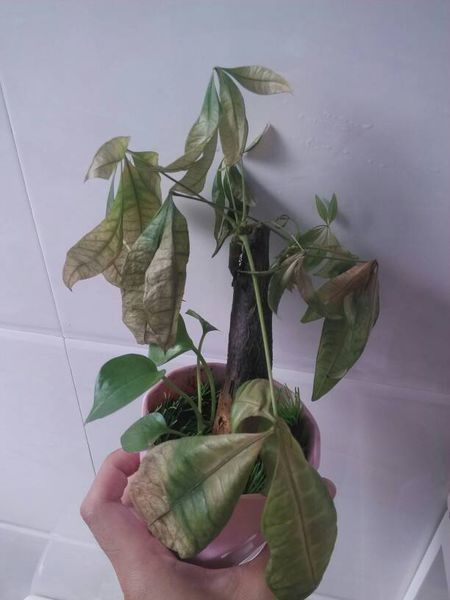 怎麼養發財樹盆栽好，盆栽發財樹脫葉、枯死的原因及預防措施
