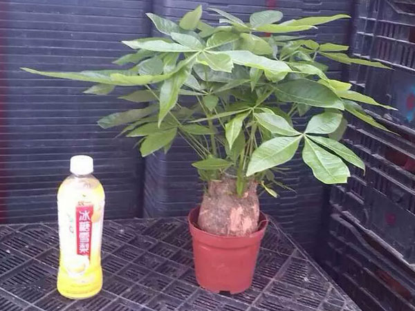 怎麼養發財樹盆栽好，盆栽發財樹脫葉、枯死的原因及預防措施