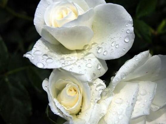 白色薔薇花,白色薔薇花特點