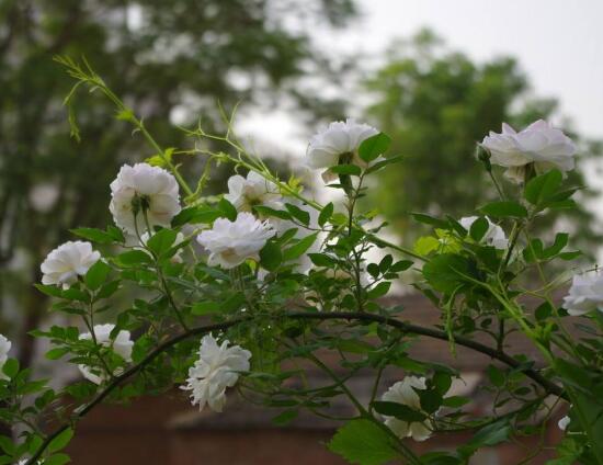 白色薔薇花,白色薔薇花特點