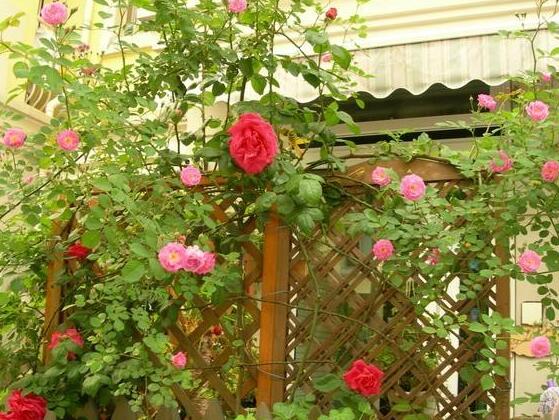 家庭種植薔薇花有什麼好處，薔薇花是綠花遮陰的好幫手