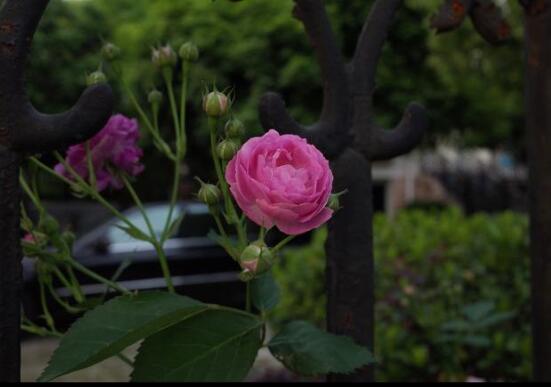 家庭種植薔薇花有什麼好處，薔薇花是綠花遮陰的好幫手