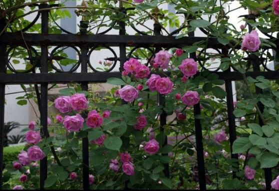家庭種植薔薇花有什麼好處，薔薇花是綠花遮陰的好幫手